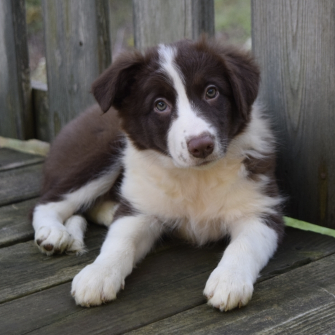 comprar cachorros sanos, baratos y asequibles para la venta